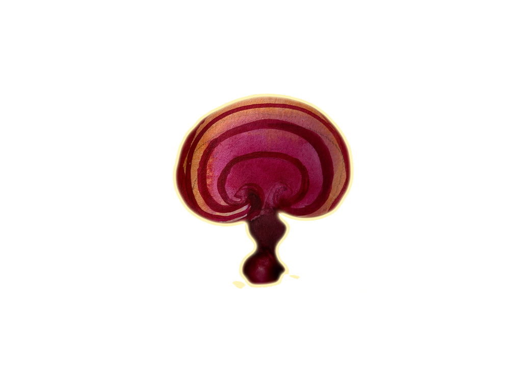Organic Duanwood Reishi Mushroom Extract Powder 10:1 - 100g