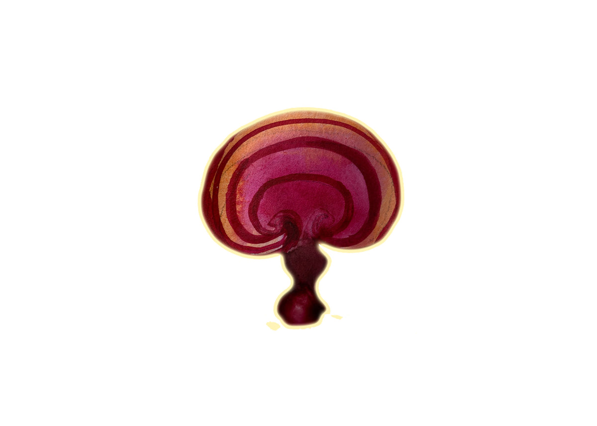 Organic Duanwood Reishi Mushroom Extract Powder 10:1 - 100g
