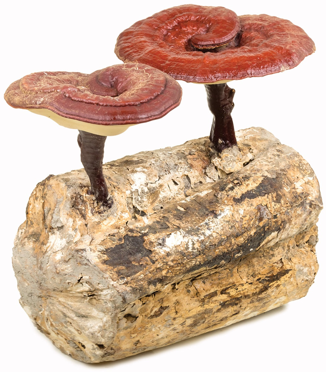 Organic Duanwood Reishi Mushroom Extract Powder 10:1 - 100g