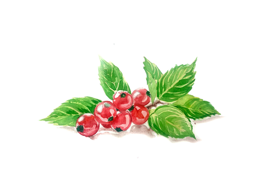 Organic Schizandra Berry Extract Powder 10:1  - 100g
