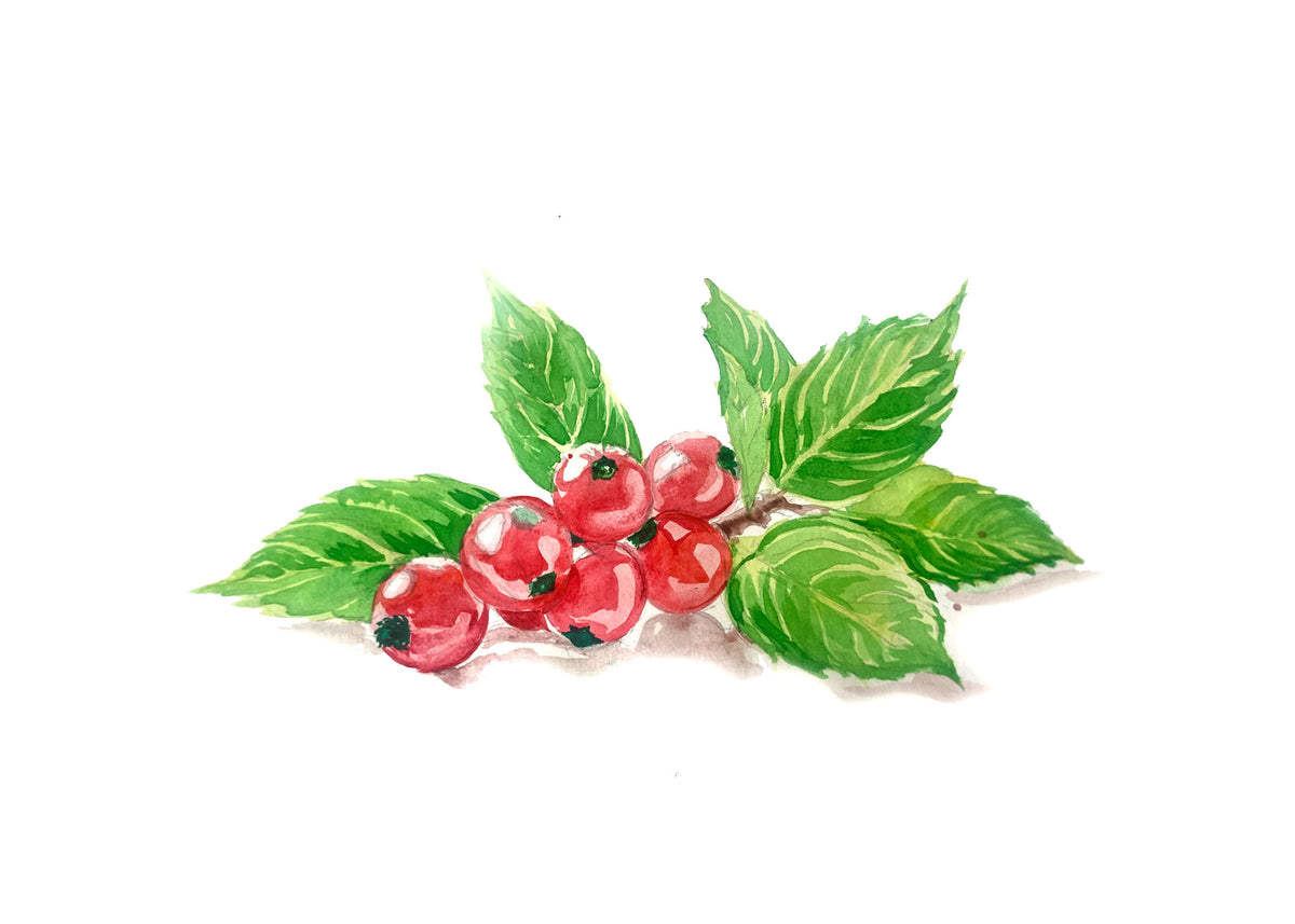 Organic Schizandra Berry Extract Powder 10:1  - 100g